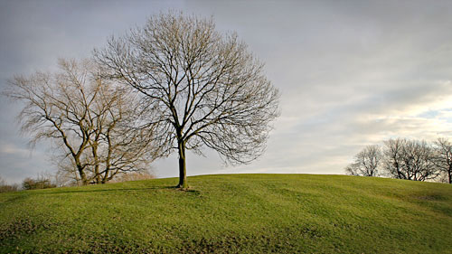 Platt Fields III
